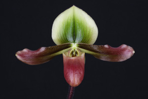 Paph. mastersianum Sky Scraper HCC 78 pts